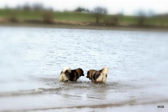 Bonny vom Bossardpfad (li.) und ihre Mama Coco-San (Sanny) von Barschlüte haben sich zum Gespräch ins Elbwasser zurückgezogen