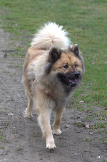 Buffy vom Besenhorst