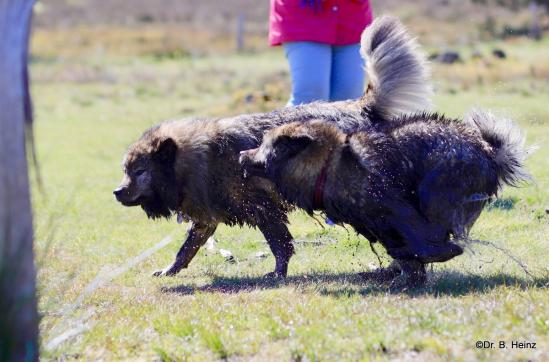 Sanny(hinten) und Bonny