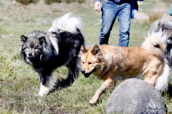 Eskja von Barschlüte(li.) und Billie-Bijou vom Bossardpfad