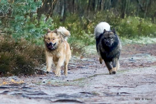 Billie-Bijou(li.) und Bonny vom Bossardpfad