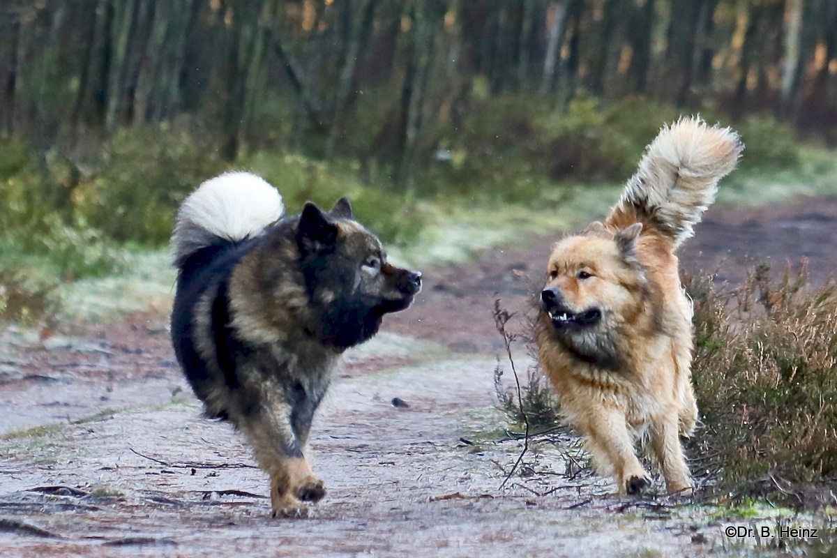 Billie-Bijou(re.) und Bonny vom Bossardpfad