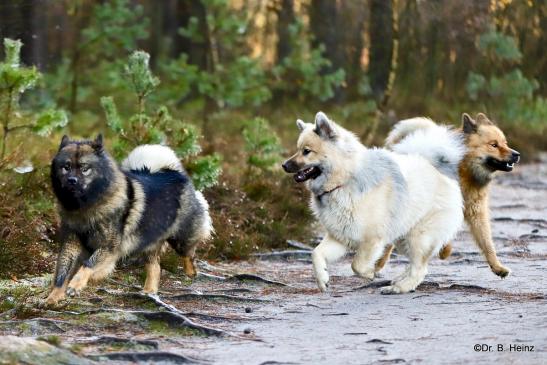 V. li.: Bonny vom Bossardpfad, Anthea von der Harderburg und Billie-Bijou vom Bossardpfad