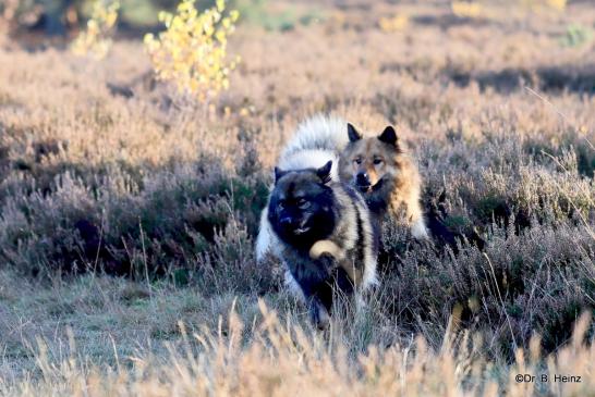 Billie-Bijou(hinten) und Bonny vom Bossardpfad