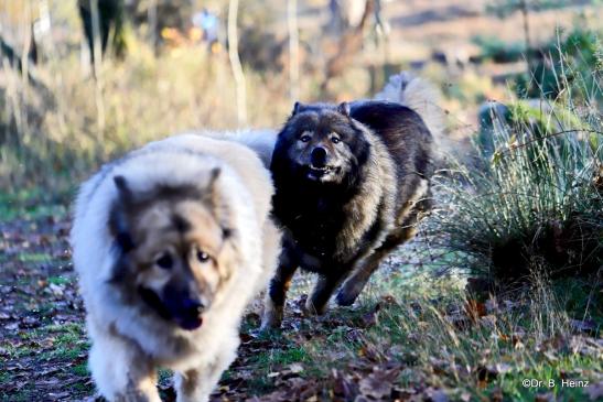 Aylana vom Kranichblick(vorne) und Ziehtochter Coco-San(Sanny) von Barschlüte