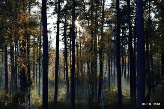 Beim Aufstieg: Blick zurück nach rechts in den am Fuße des "Pferdekopfes" gelegenen Wald