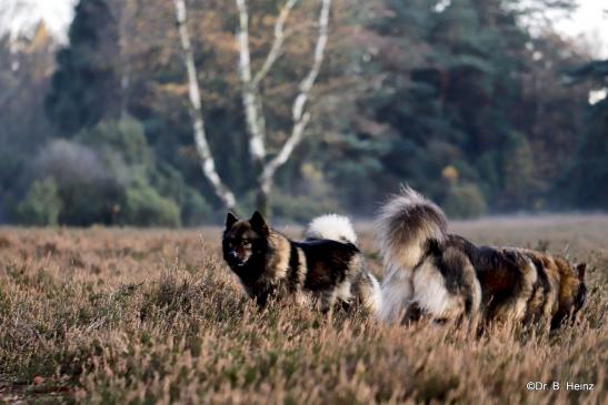 Bonny(li.) und Mama Sanny