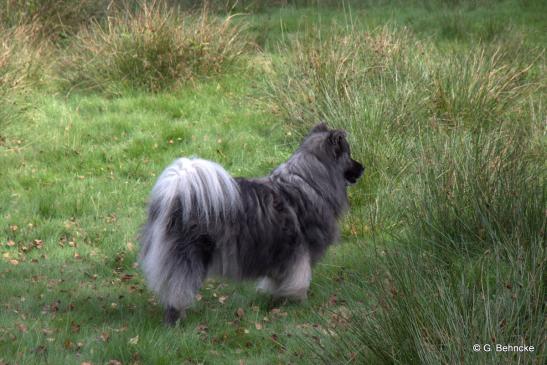 Heidschnucke oder Eurasier? – Aiko von der Peelwattau