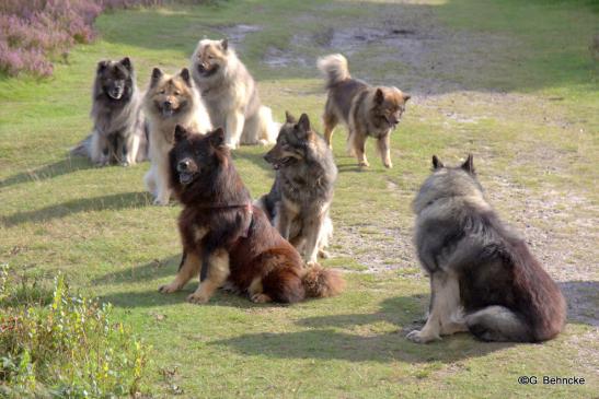 Hinten v.li.: Aiko v. d. Peelwattau, Arni vom Tayemoor, Da Qela´s BoBo, Coco-San von Barschlüte(Sanny), vorne v.li.: Birka vom Brenztal, Abby vom Moordeicher Königshof, Beppo vom Ulzburger Wall