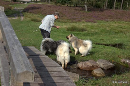 Das "Winter-Rudel": v. li.: Aiko, Arni, BoBo