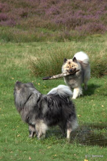 Aiko(vorne) und BoBo