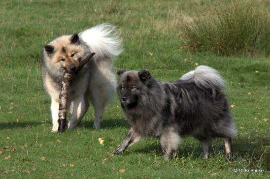 Aiko(vorne) und BoBo