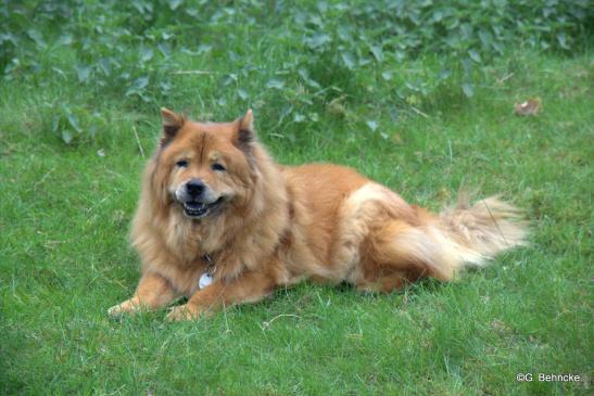 Sina (Chow-Chow-Hündin)