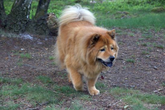 Sina (Chow-Chow-Hündin)