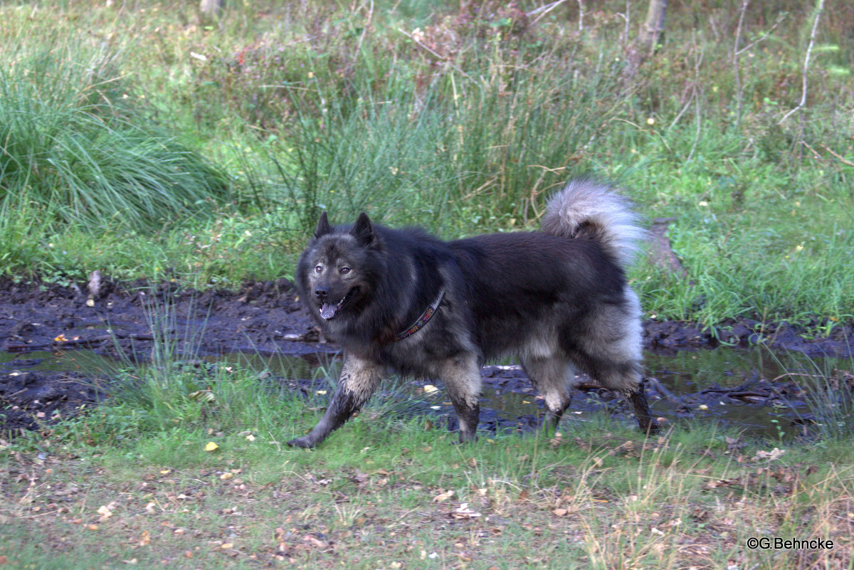 Der "gestiefelte Eurasier" Beppo vom Ulzburger Wall