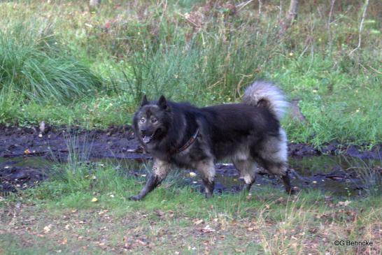 Der "gestiefelte Eurasier" Beppo vom Ulzburger Wall