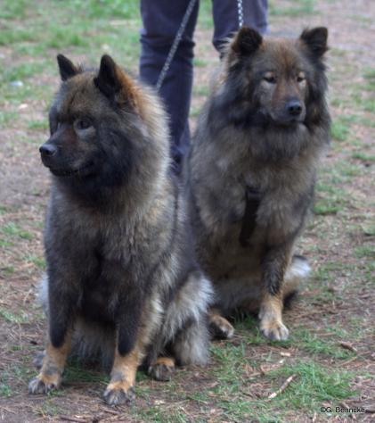 Bonny vom Bossardpfad(vorne) und ihre Mama Coco-San(Sanny) von Barschlüte