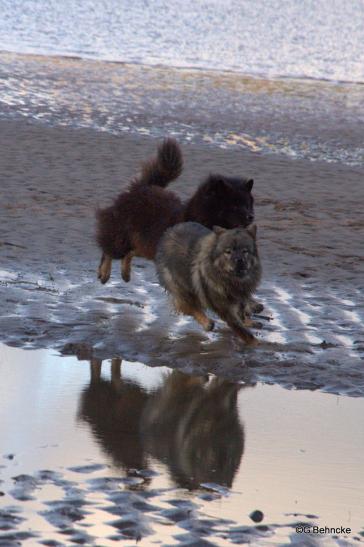 Birka(hinten) und Betty(vorne)