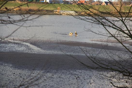 Betty und Sanny in der Elbe