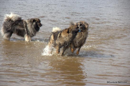 V.li.: Aiko von der Peelwattau, Bonny und Sanny