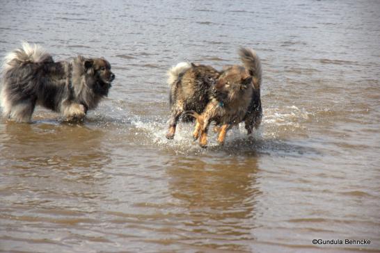 V.li.: Aiko von der Peelwattau, Bonny und Sanny