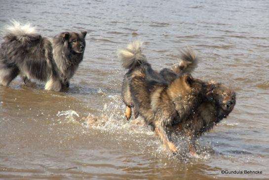 V.li.: Aiko von der Peelwattau, Bonny und Sanny