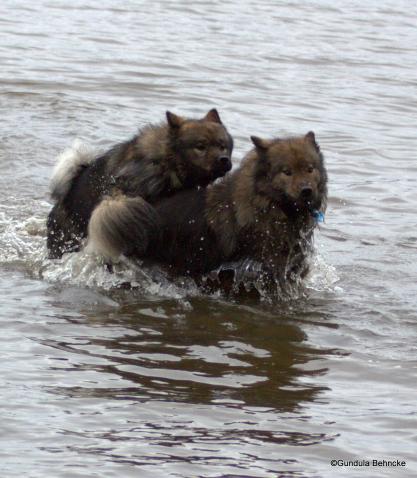 Bonny(hinten) und Mama Sanny(vorne)