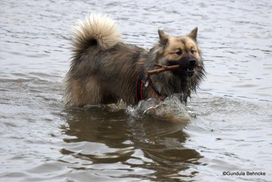 Buffy vom Besenhorst