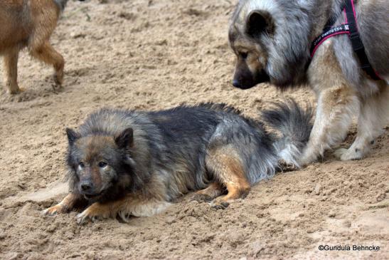 Sanny(liegend) und Deejay