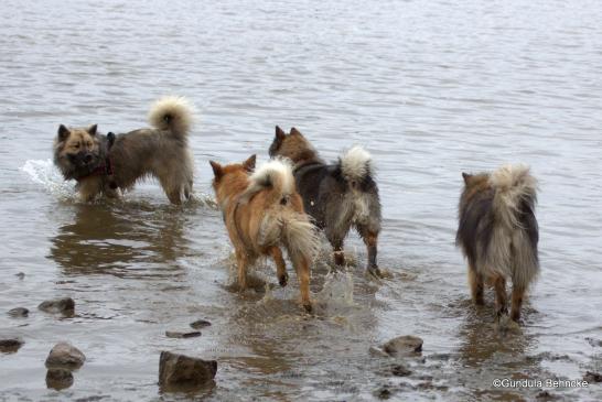 Buffy vom Besenhorst(hinten) lockt Billie, Bonny und Sanny ins Wasser