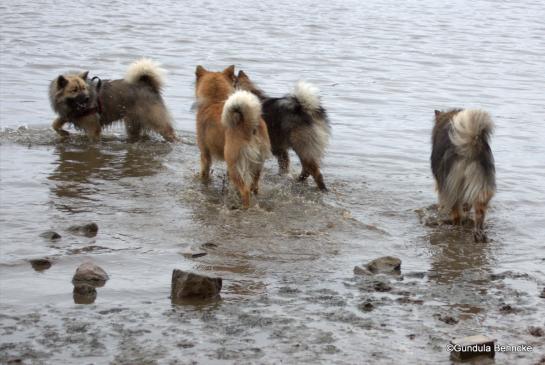 Buffy vom Besenhorst(hinten) lockt Billie, Bonny und Sanny ins Wasser