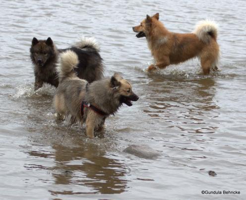 Buffy(vorne), Bonny(hinter ihr) und Billie(hinten re.)