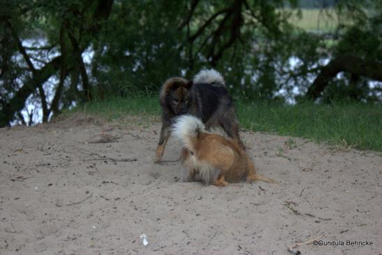 Billie(vorne) und Bonny: eine spezielle Geschwisterliebe