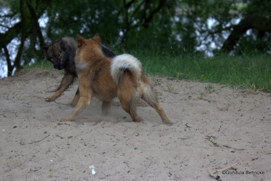 Billie(vorne) und Bonny: eine spezielle Geschwisterliebe