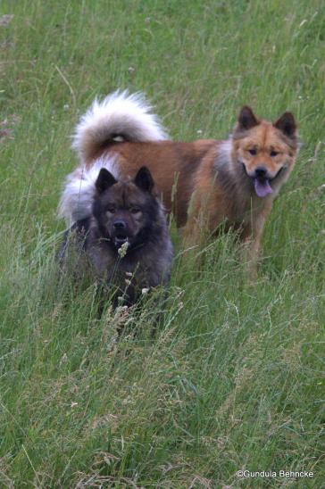 Bonny(vorne) und Schwester Billie