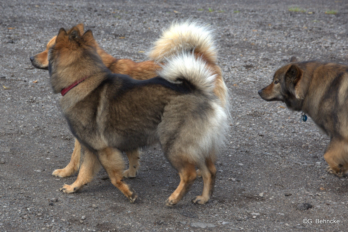 Bonny(vorne) und Billie-Bijou(hinten) und Sanny(re.)