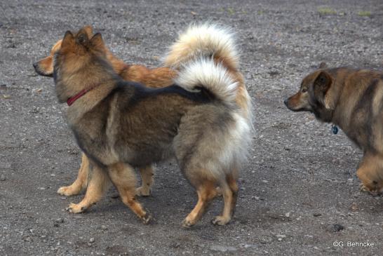 Bonny(vorne) und Billie-Bijou(hinten) und Sanny(re.)