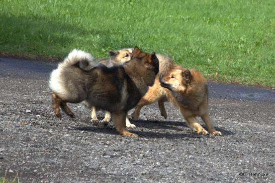 Bonny, Billie-Bijou und Buffy