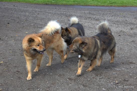 Billie-Bijou(li.), Bonny(dahinter) und Mama Sanny(re.)