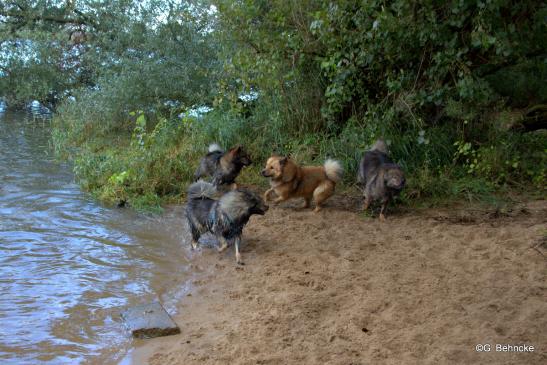 Sanny(re.) mit Blikki, Billie und Bonny