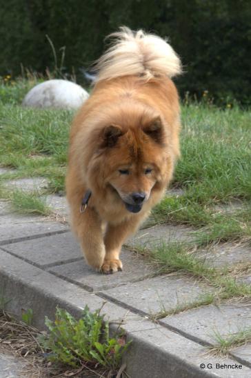 Chow-Chow-Hündin Sina