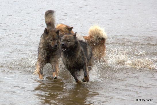 Sanny(li.) mit ihren Töchtern Bonny und Billie(hinten)