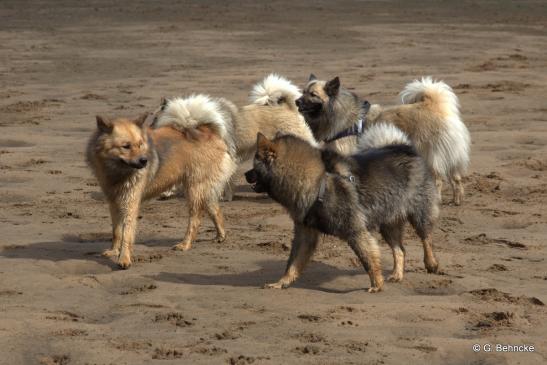 vorne: Billie-Bijou(li.) und Bonny vom Bossardpfad, hinten: Buffy vom Besenhorst(li.) und Mama Belana vun Norderdiek