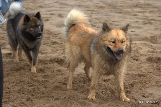 Bonny(hinten) und Billie