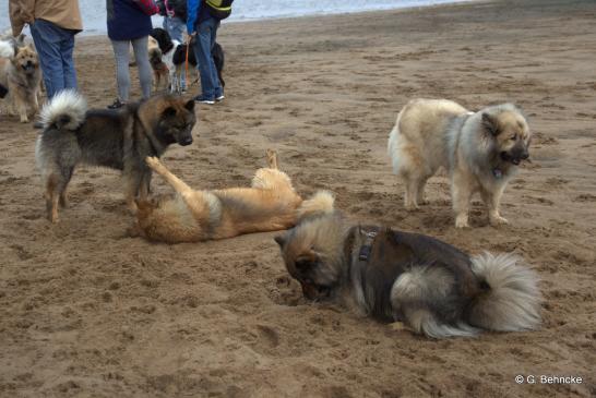 Bonny(hinten li.), Billie(davor), Mama Sanny(vorne) und Aylana vom Kranichblick(hinten re.) 