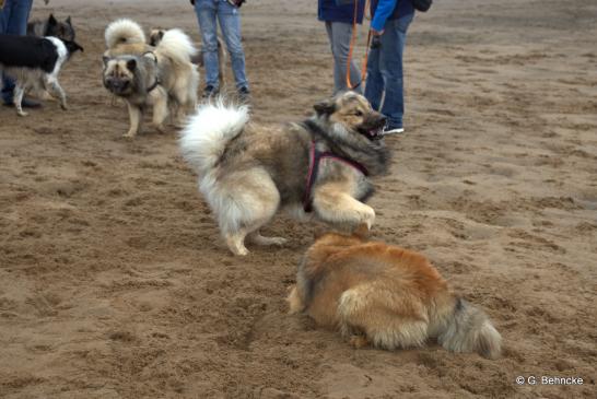 Deejay vom Achenbach mit Billie(vorne), im Hintergrund: Belana vun Norderdiek