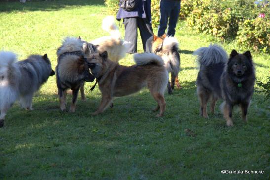 Aylana vom Kranichblick(ganz li.), Betty(li.) und Billie-Bijou(Mitte) vom Bossardpfad und ihre Mama Coco-San(Sanny) von Barschlüte(re.) 