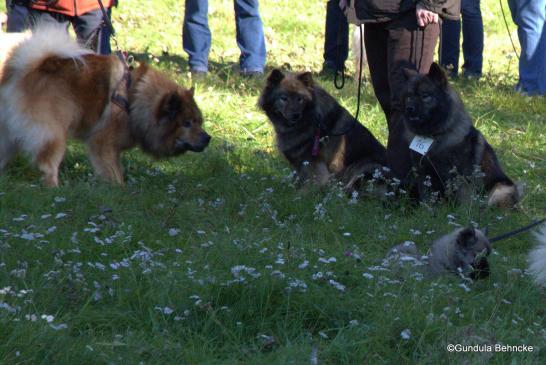 Papa Buddy von der Wettloopsheide(li.), Mama Coco-San(Sanny) von Barschlüte(Mitte) und Tochter Bonny vom Bossardpfad(re.) – vorne: Buffy vom Besenhorst