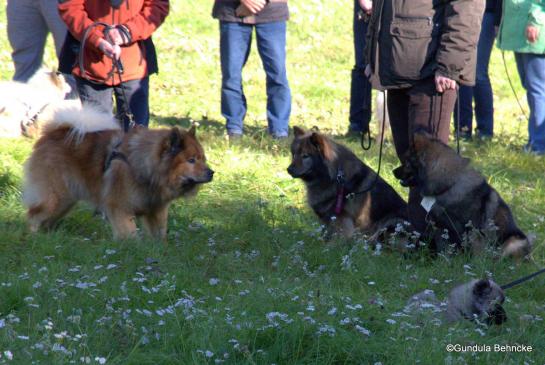 Papa Buddy von der Wettloopsheide(li.), Mama Coco-San(Sanny) von Barschlüte(Mitte) und Tochter Bonny vom Bossardpfad(re.) – vorne: Buffy vom Besenhorst