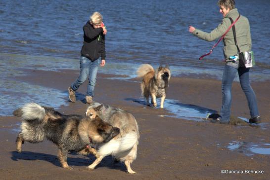 Bonny vom Bossardpfad(li.) und Aylana vom Kranichblick(re.), im Hintergrund: Belinda(Juna) vom Zingster Strand